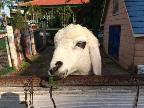 A white lamb eating on the grass. Stock Photos