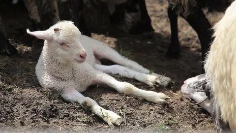 White lamb lying in corral Stock Footage 77890848