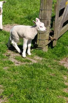White lamb in the pasture Stock Photos