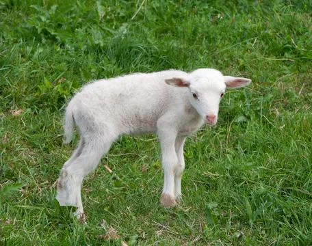White lamb Stock Photos