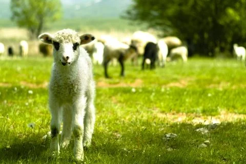 White lamb Stock Photos
