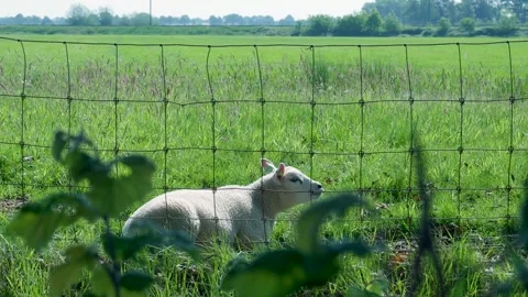 White lamb relaxing and chewing in a sunny green pasture Stock Footage 336903025