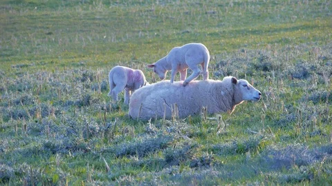White Lamb sits on top of Ewe County Fermanagh Northern Ireland Stock Footage 99523750