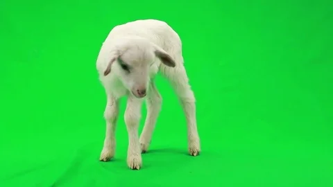 White lamb (small sheep) isolated  on a green screen, studio shot Stock-Footage 78000180