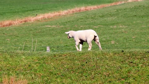 White lamb walking on dike Stock Footage 180433717