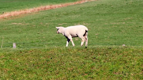 White lamb walking on dike Stock Footage 180481834