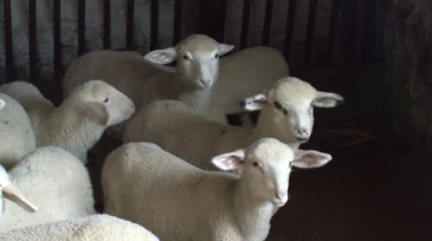 White lambs in a barn Stock-Footage 38298406