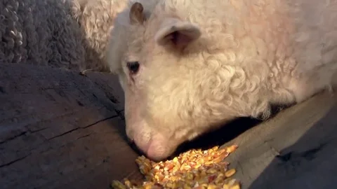 White lambs eating corn kernels from the wooden trough in the farm yard Stock Footage 82755618