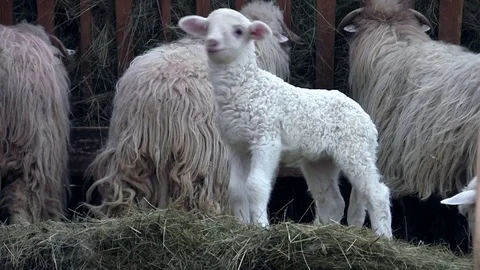 White lambs which looked with interest at the camera who filmed Stock Footage 78221798