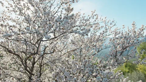 White Landscape In The Middle Of The Tree Stock Footage 264090910