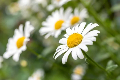 White large daisies on the background of blurred daisies outdoors. close-up Stock Photos