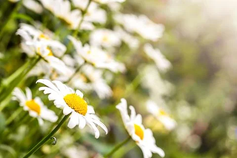 White large daisies on the background of blurred daisies outdoors. close-up Stock Photos