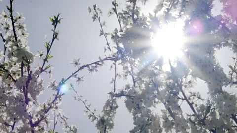 White large flowers of the cherry tree Stock Footage 278991504