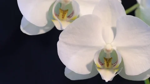 White large flowers of orchids in the wind on black background Stock Footage 76853322