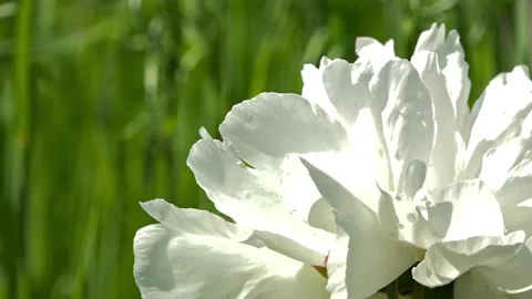 White, large peony. Stock Footage 89937484