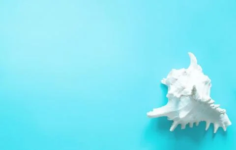 White large shell on blue background.Flat lay Stock Photos