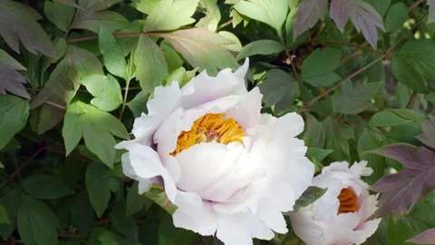White large tree peony flower with large petals that have a soft pink shade. Vídeos de archivo 263915601