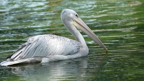 White Large Water Bird with Long Beak Floating Calmly Stock Footage 339803689