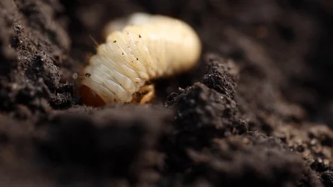 White larva beetle in the ground. Macro Stock Footage 107097599