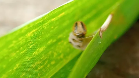 White Larva Orange Head Weave Threads Rolling Bamboo Leaf - Matapa druna Stock Footage 340197732