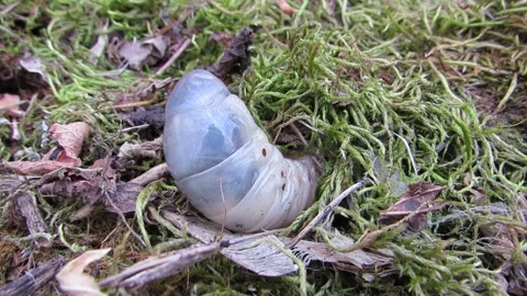 The white larva of the stag beetle crawls under the moss Video stock 287232109