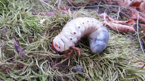 The white larva of the stag beetle is a large worm Stock Footage 287231765