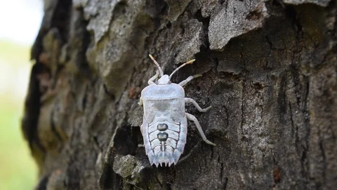 White larvae shield bugs creep on trunk Stock Footage 90220673