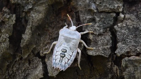 White larvae shield bugs creep on trunk Stock Footage 90220902