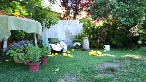 White laundry is drying in a green garden on a rope Stock Footage 284953952