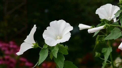 White lavatera flowers Stock Footage 115105853