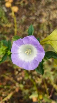 White Lavender Combo Stock Photos