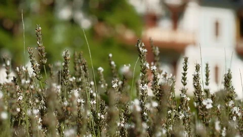 White lavender flowers moving in the wind with Swiss Style villa in background Stock Footage 114262089