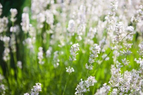 White lavender Stock Photos