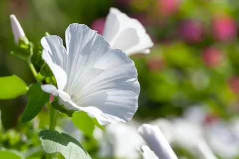 White lavetara Stock Photos