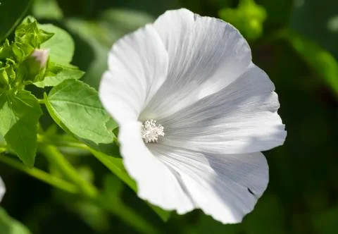 White lavetara Stock Photos