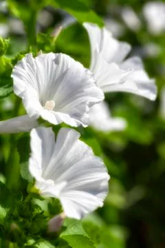 White lavetara Stock Photos