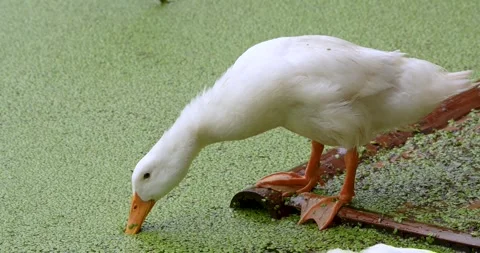 White Layer Duck eating duckweed from a pond. Stock Footage 284916403