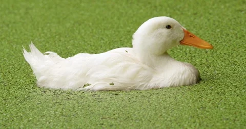 White Layer Duck floating on a pond full of duckweed. Stock Footage 279807336