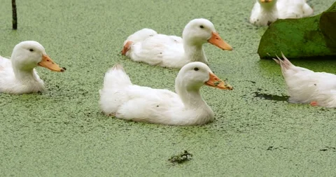 White Layer Duck swimming on a pond full of duckweed. Stock Footage 280108694