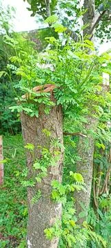 WHITE LEADTREE Foto stock