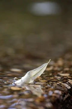 White leaf floating on shallow water with pebbles and soft natural reflections 스톡 사진