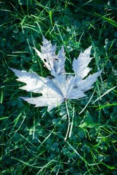 White leaf on grass Stock Photos