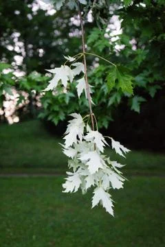 White leaf haning from tree Stock Photos