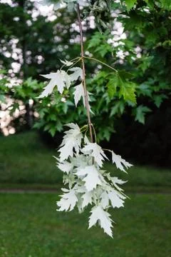 White leaf haning from tree Stock Photos