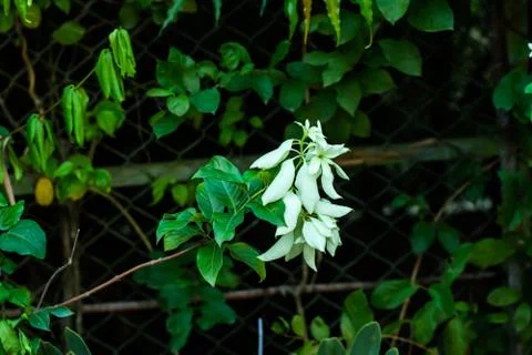 White leaf or Buddha's-lamp or Christmas flower plants Foto stock
