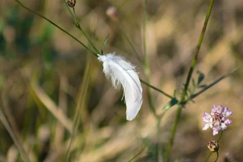 White leaf on a plant closeup view with selective focus on foeground Stock-Fotos