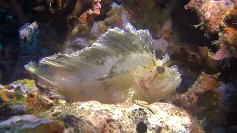 White leaf scorpion fish Stock Footage 90794943