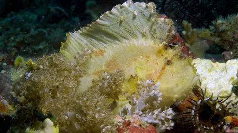 White leaf scorpion fish Stock Footage 201233989