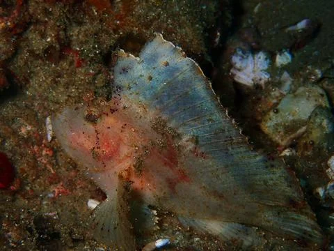 White leaf scorpion fish Stock Photos