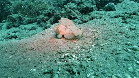 White Leaf Scorpionfish Rocking Over Sandy Seafloor 스톡 동영상 338355813